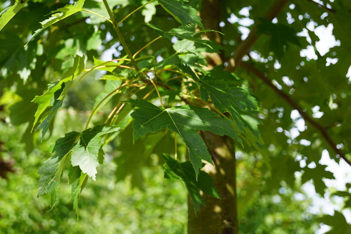 Acer freemanii 'Celzam' op stam blad