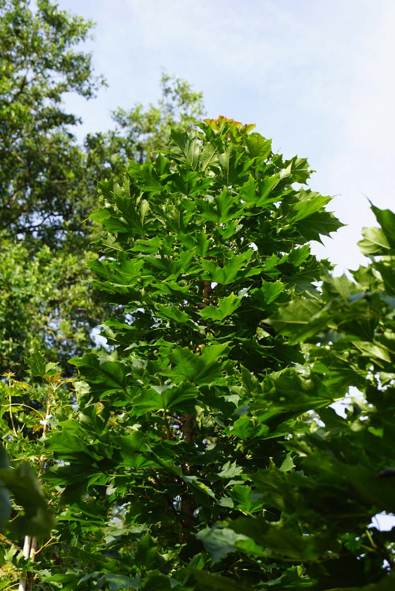 Acer platanoides 'Columnare' Tuinplanten kroon
