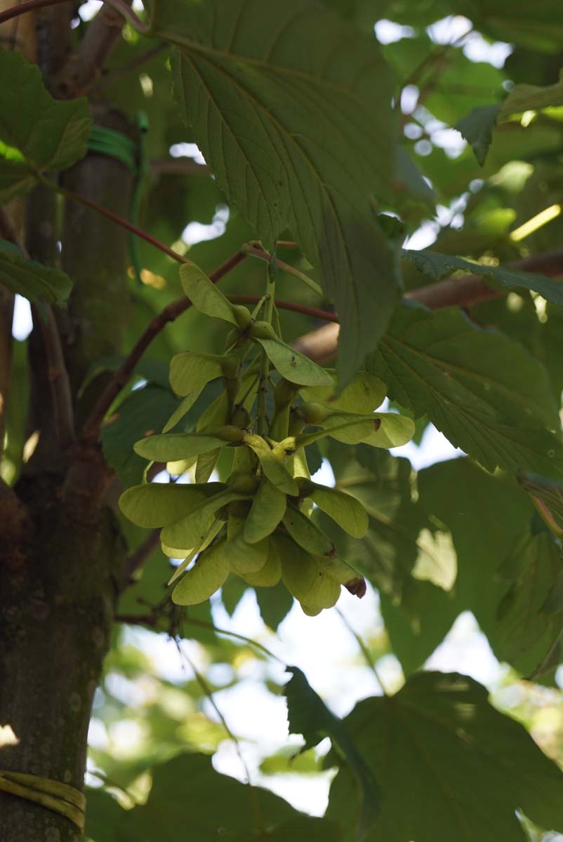 Acer pseudoplatanus 'Negenia' op stam zaaddoos