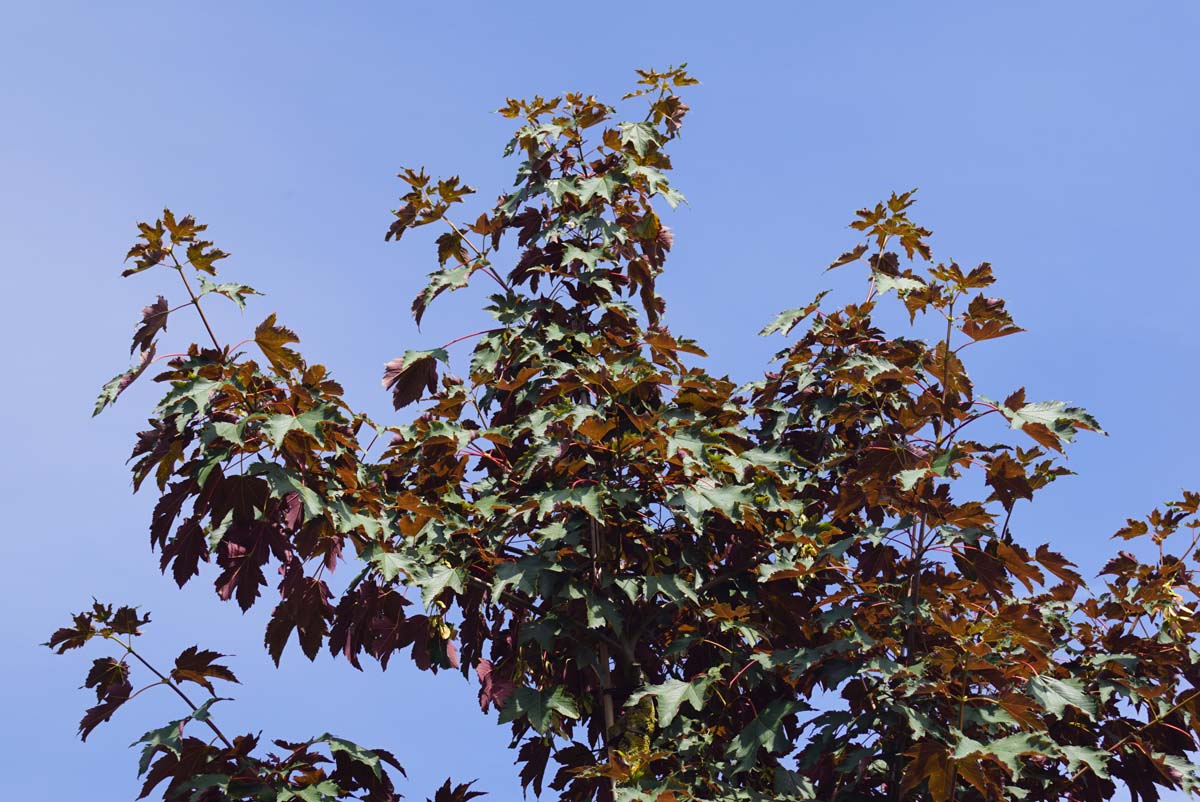 Acer pseudoplatanus 'Purpureum' op stam kroon