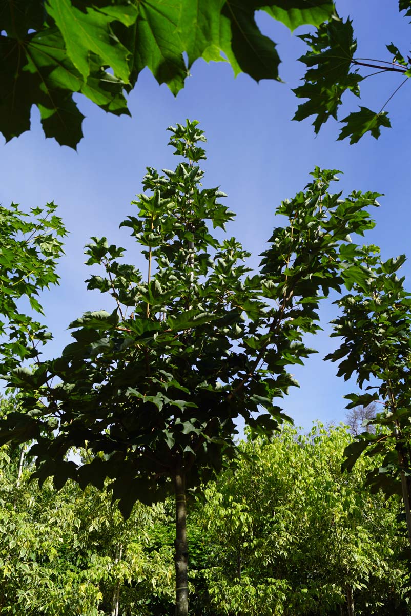Acer pseudoplatanus 'Rotterdam' op stam kroon