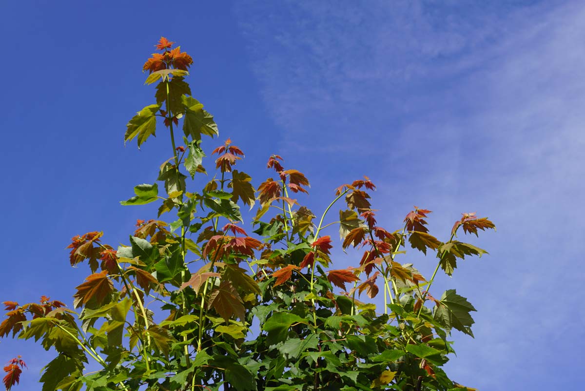 Acer rubrum 'Scanlon' meerstammig / struik twijg