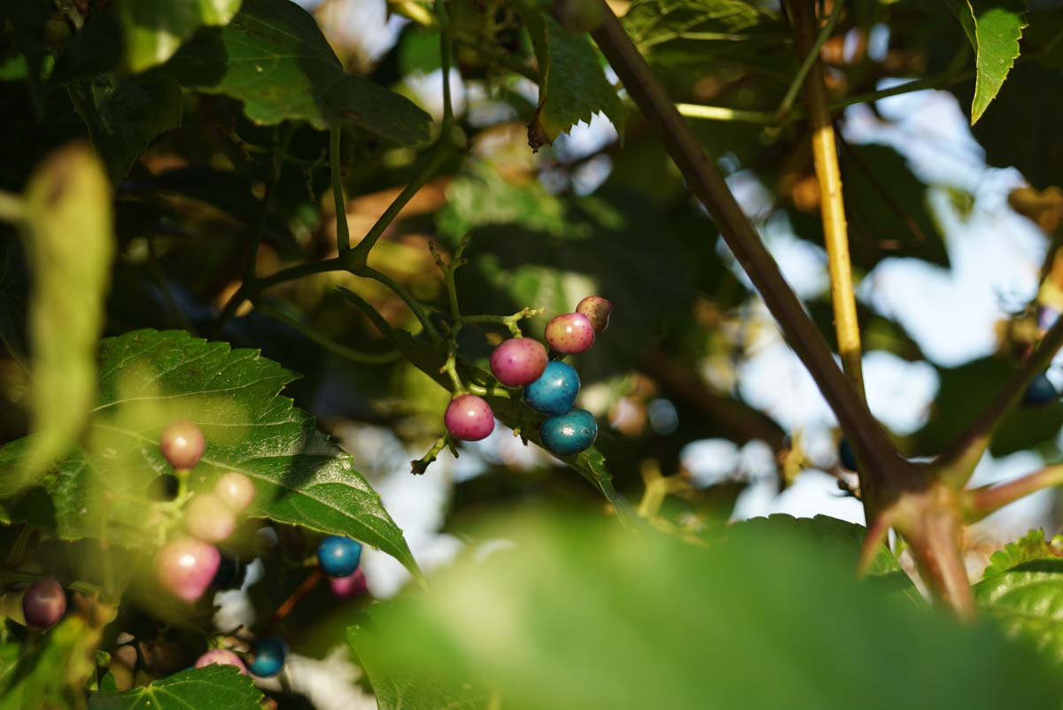 Ampelopsis delavayana vrucht