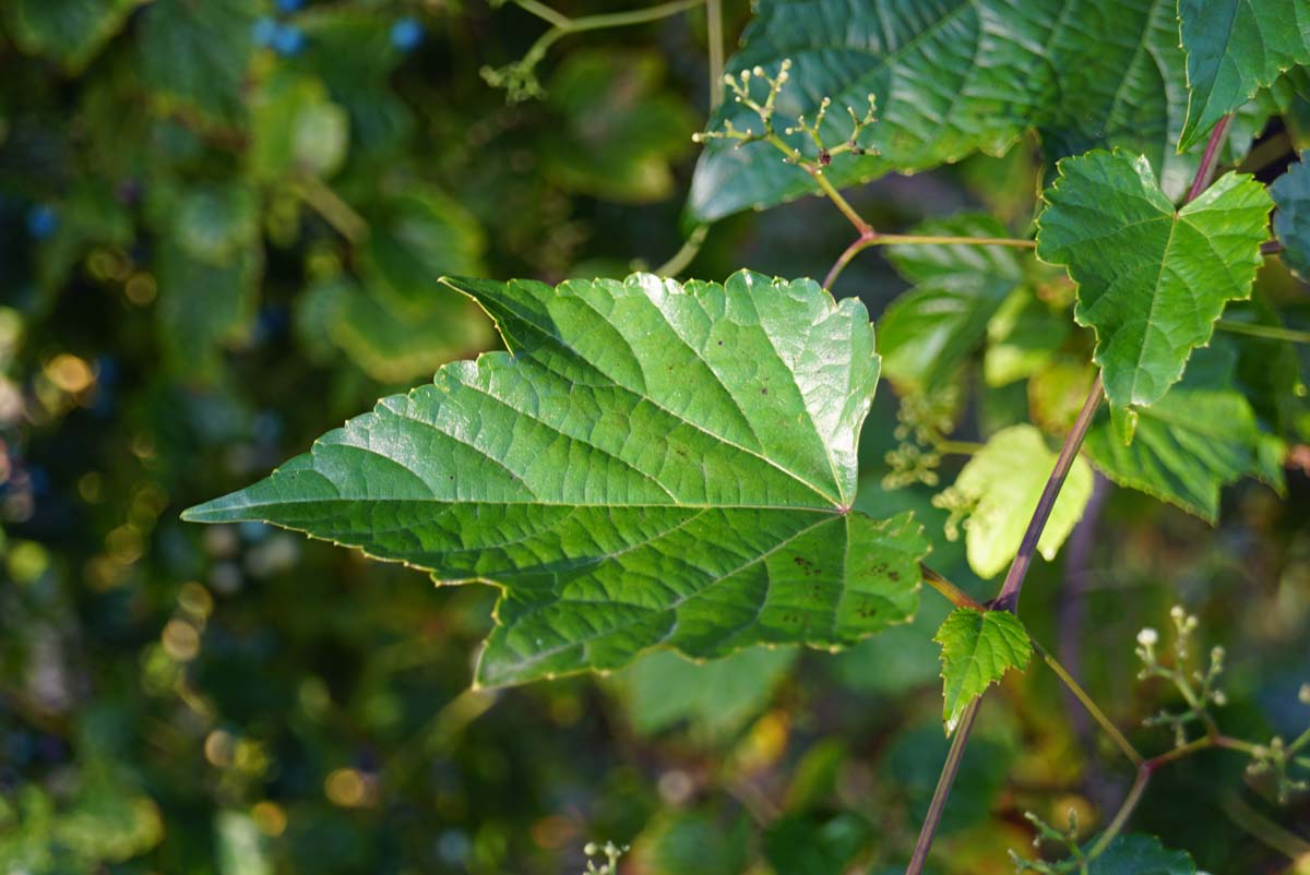 Ampelopsis delavayana blad