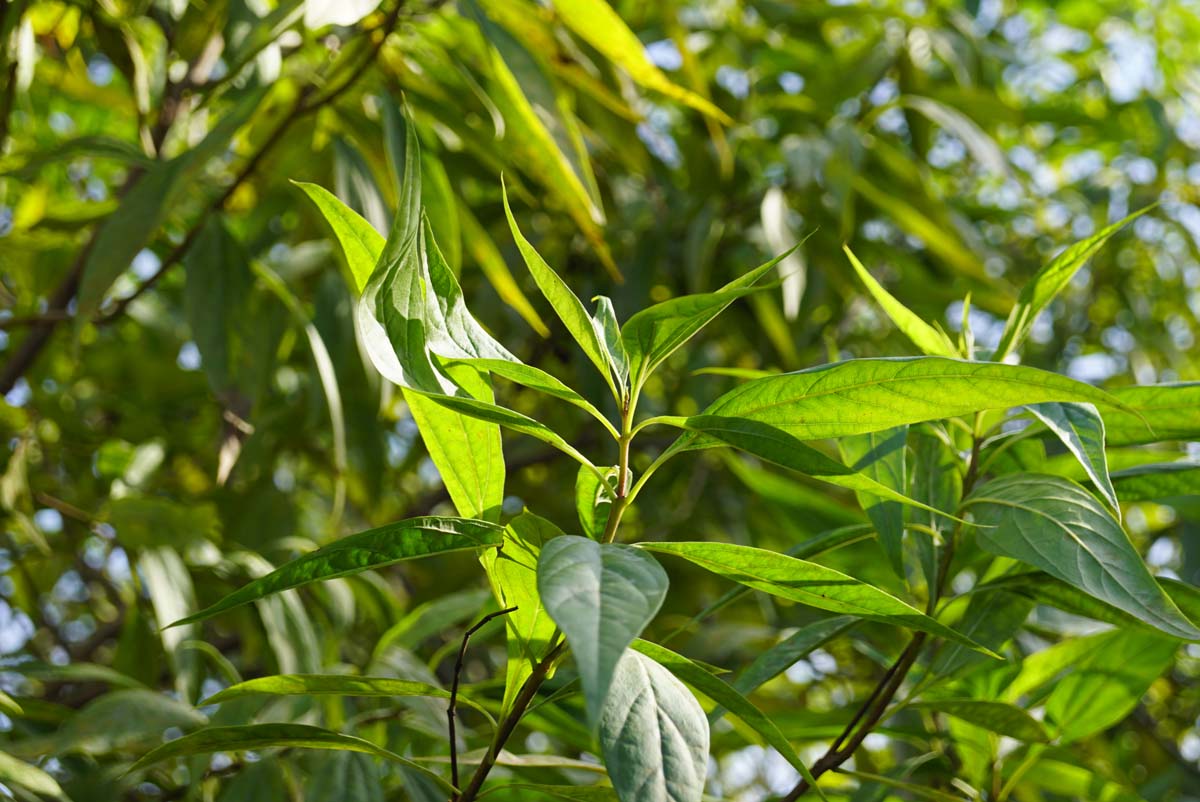 Chitalpa tashkentensis 'Minsum' op stam blad