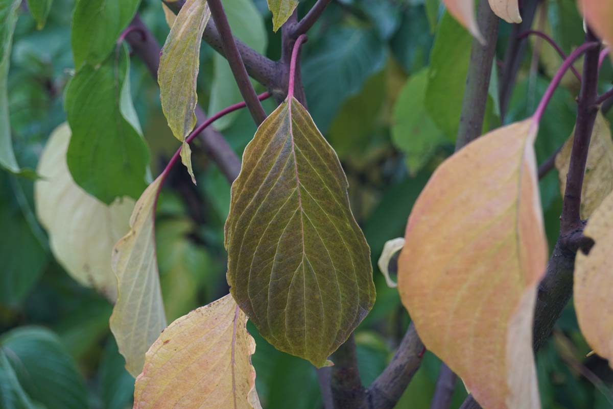Cornus kousa 'Schmetterling' op stam herfstkleur