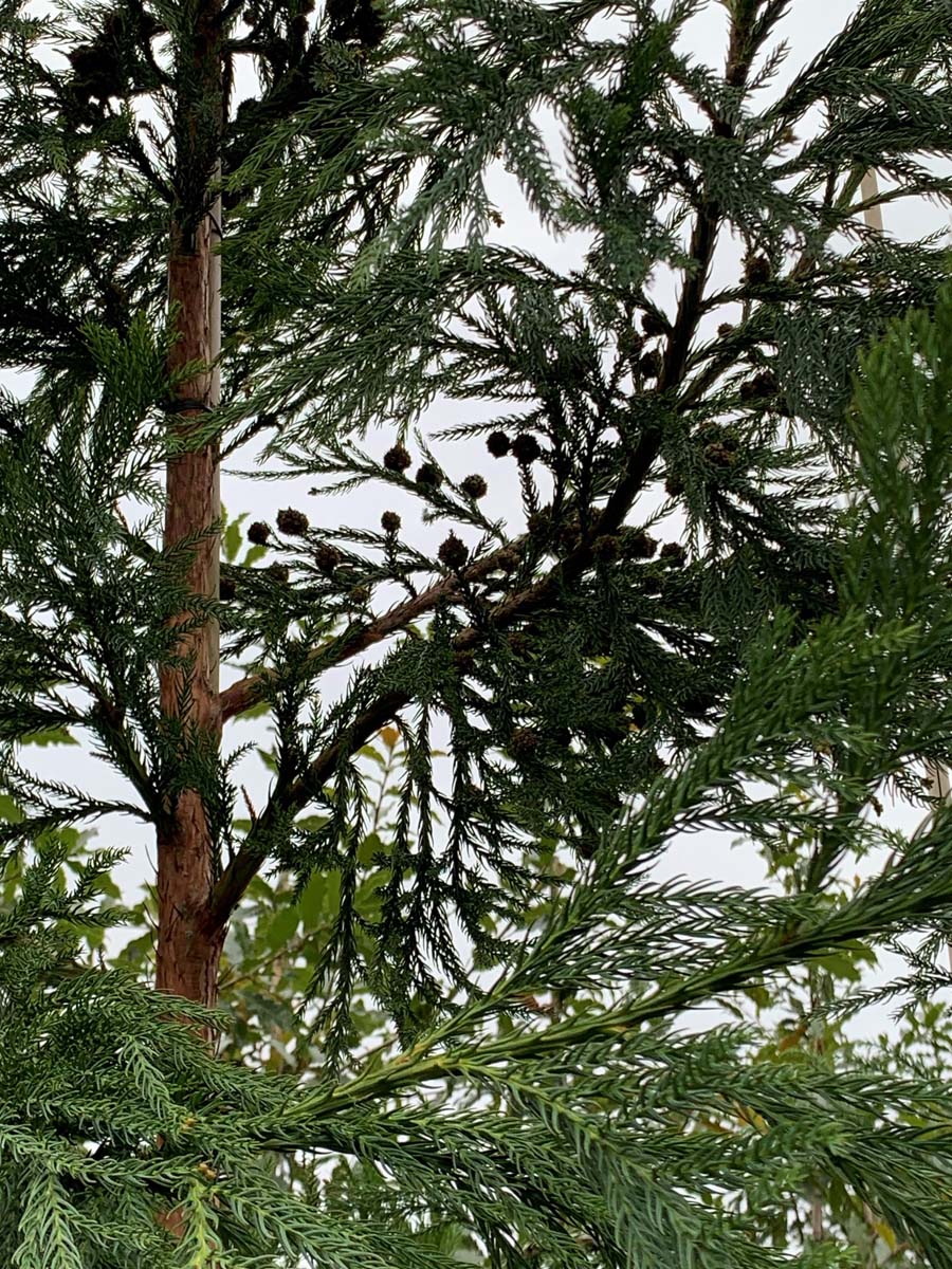 Cryptomeria japonica meerstammig / struik stam