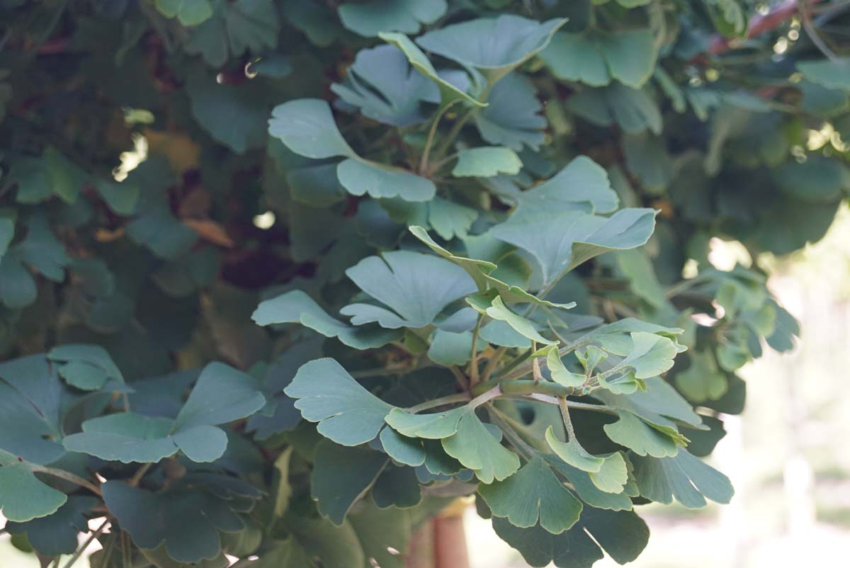 Ginkgo biloba 'Mariken' op stam blad
