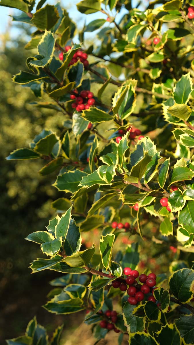 Ilex aquifolium 'Madame Briot' solitair blad