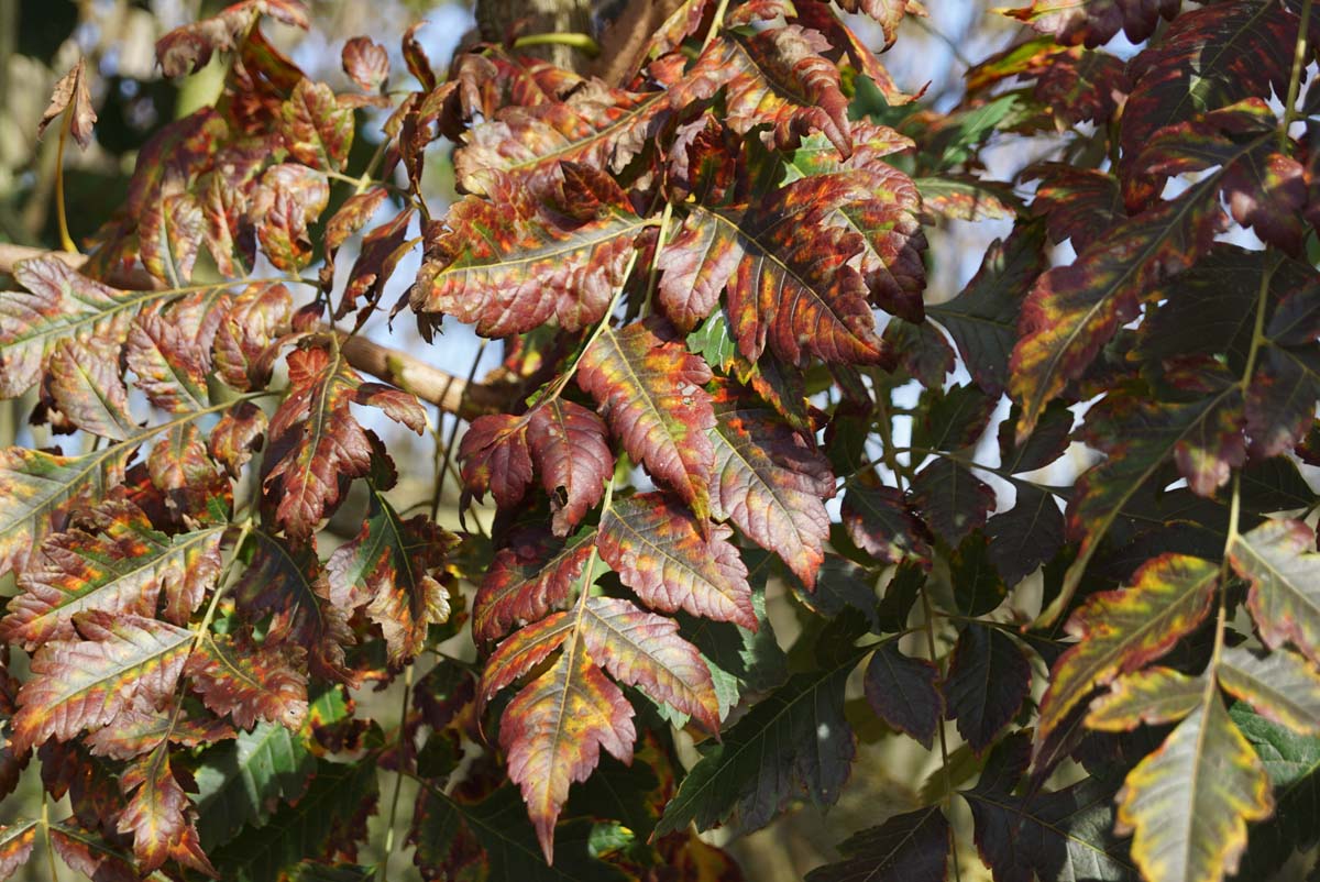 Koelreuteria paniculata solitair herfstkleur