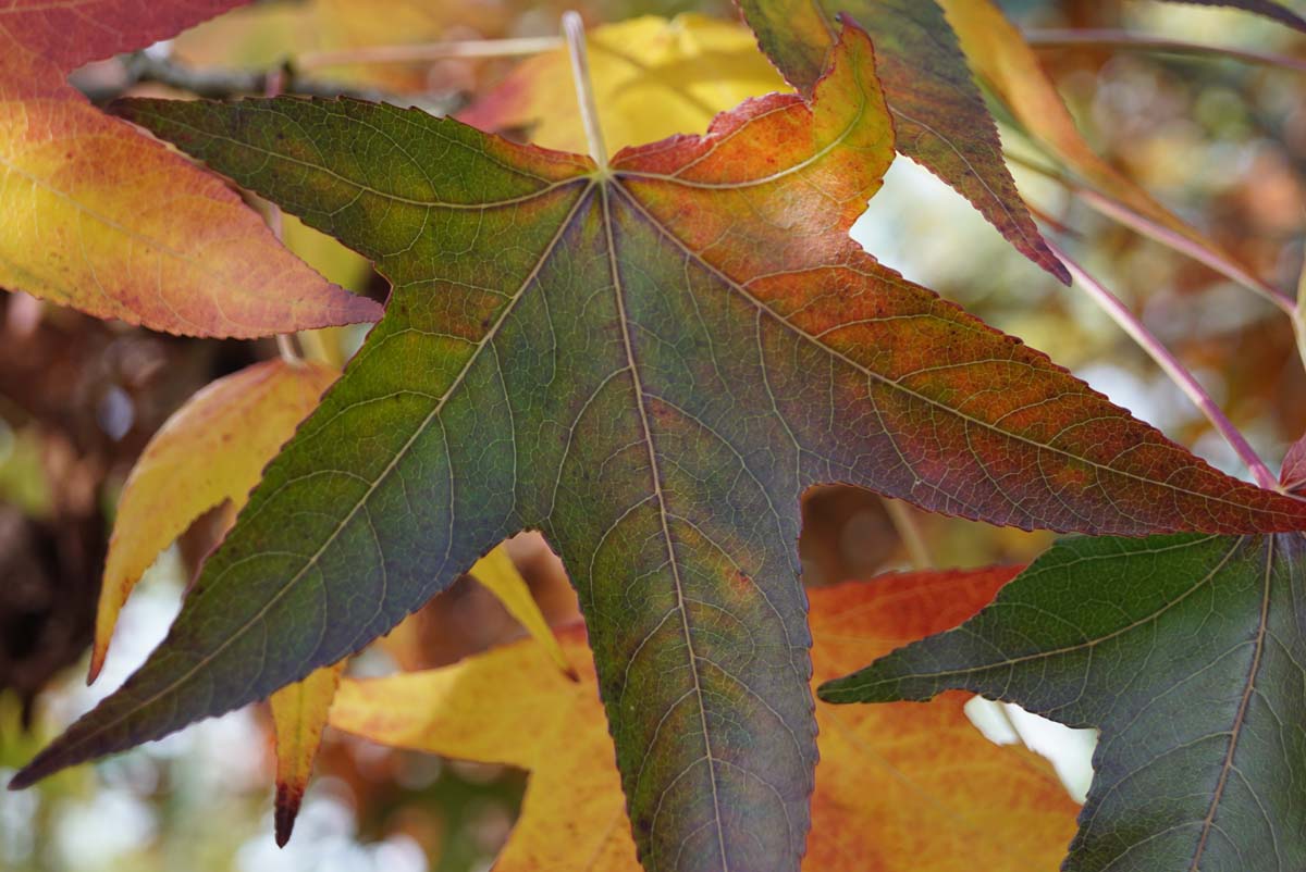 Liquidambar styraciflua 'Moraine' leiboom blad