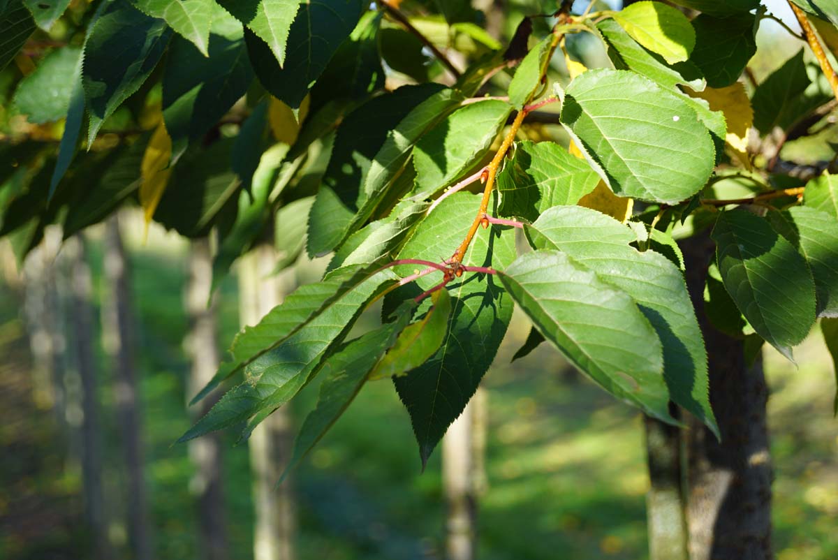 Prunus avium 'John Frost' op stam blad