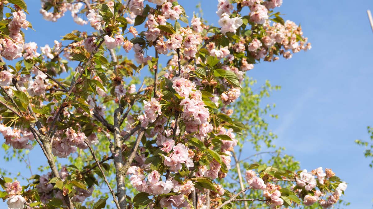 Prunus serrulata 'Hokusai' op stam bloesem