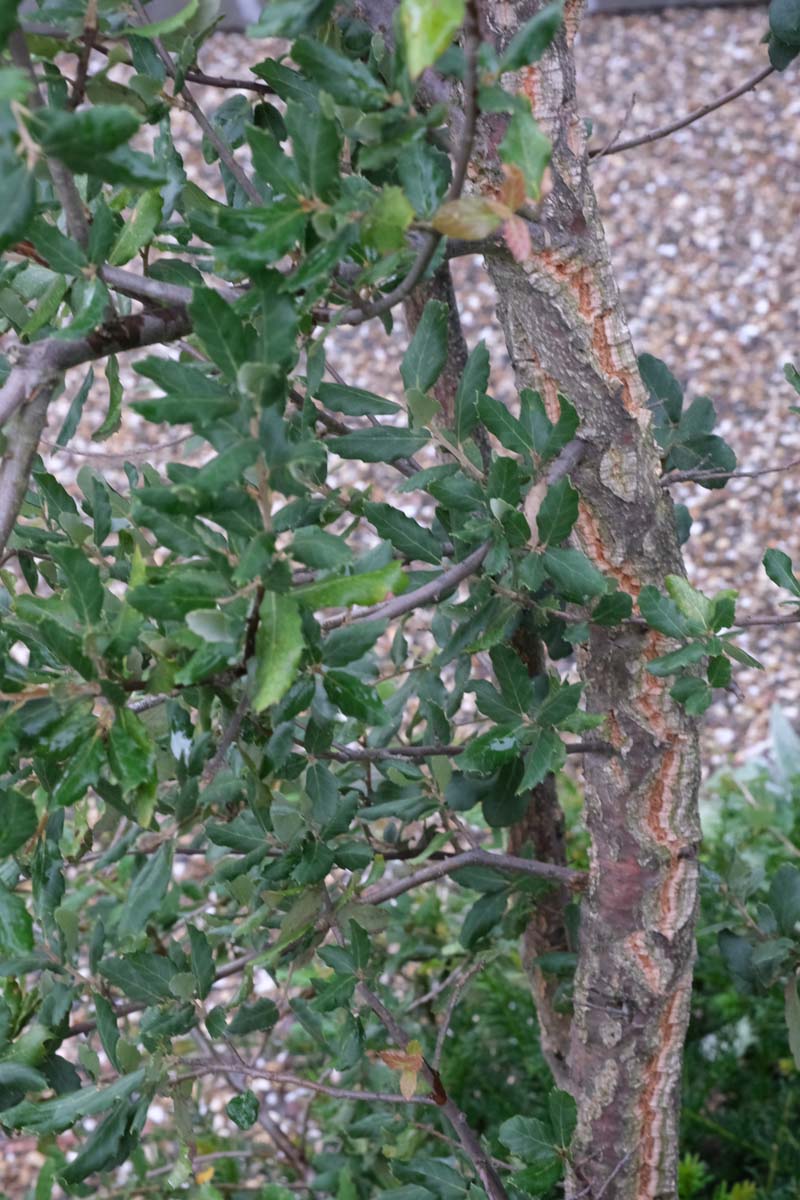 Quercus ilex op stam stam