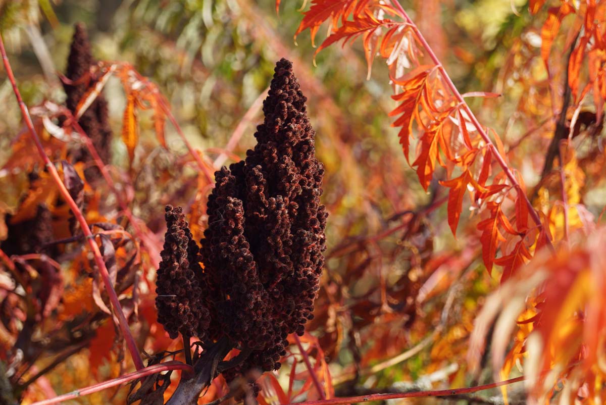 Rhus glabra 'Laciniata' meerstammig / struik herfstkleur