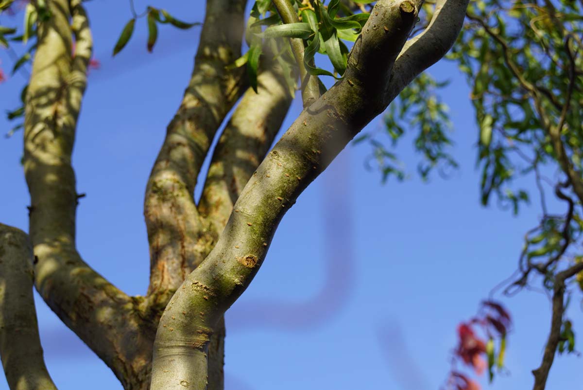 Salix babylonica 'Tortuosa' Tuinplanten stam