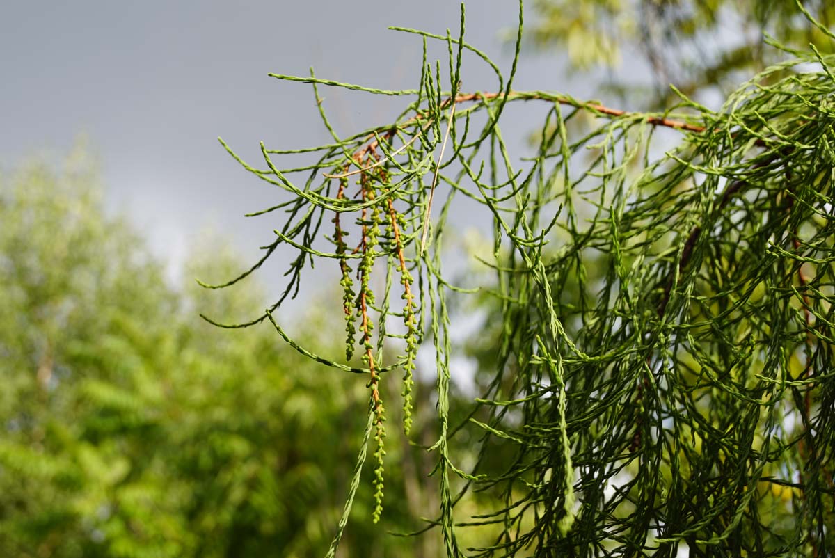 Taxodium distichum imbricatum op stam twijg