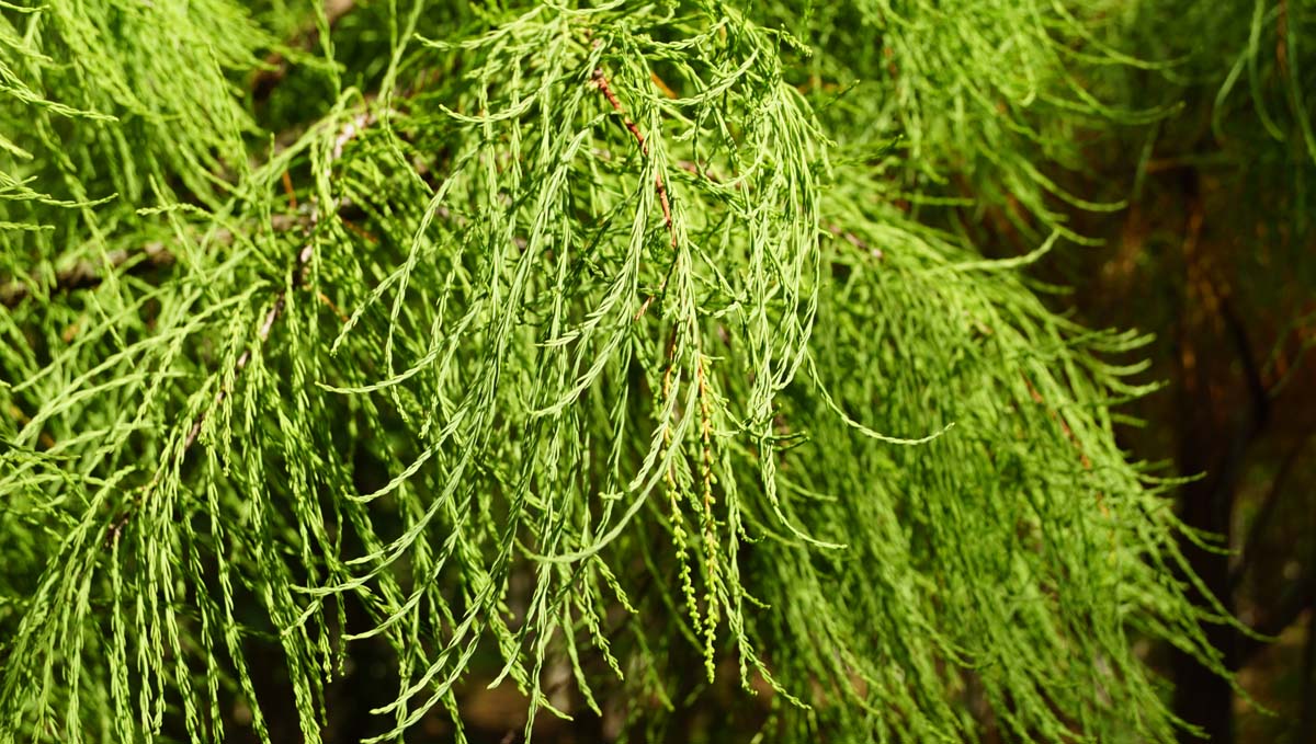 Taxodium distichum imbricatum op stam naald