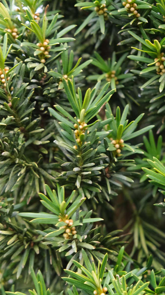 Taxus baccata 'Fastigiata' meerstammig / struik naald