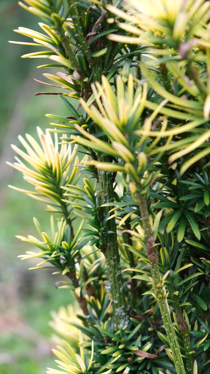 Taxus baccata 'Fastigiata Aurea' meerstammig / struik naald