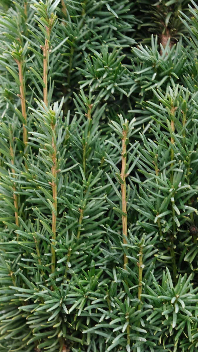 Taxus baccata 'Fastigiata Robusta' twijg