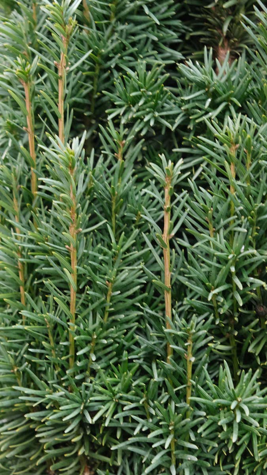 Taxus baccata 'Fastigiata Robusta' haagplant twijg