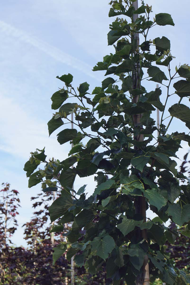 Tilia tomentosa 'Varsaviensis' op stam kroon