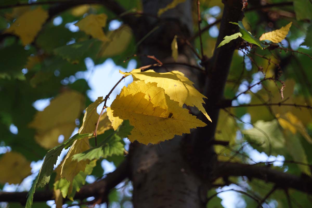 Ulmus laevis op stam herfstkleur
