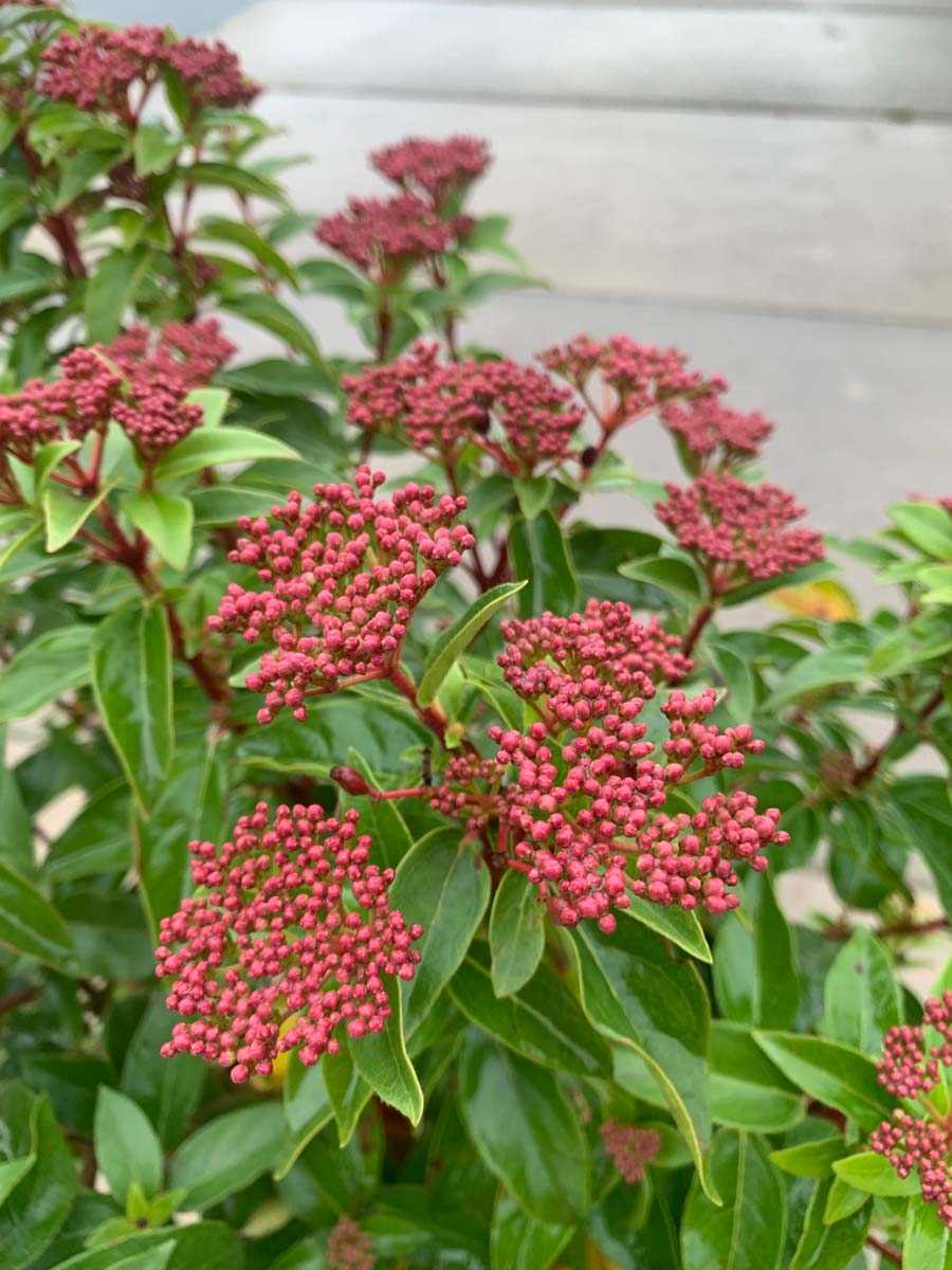 Viburnum tinus 'Eve Price' meerstammig / struik bloem