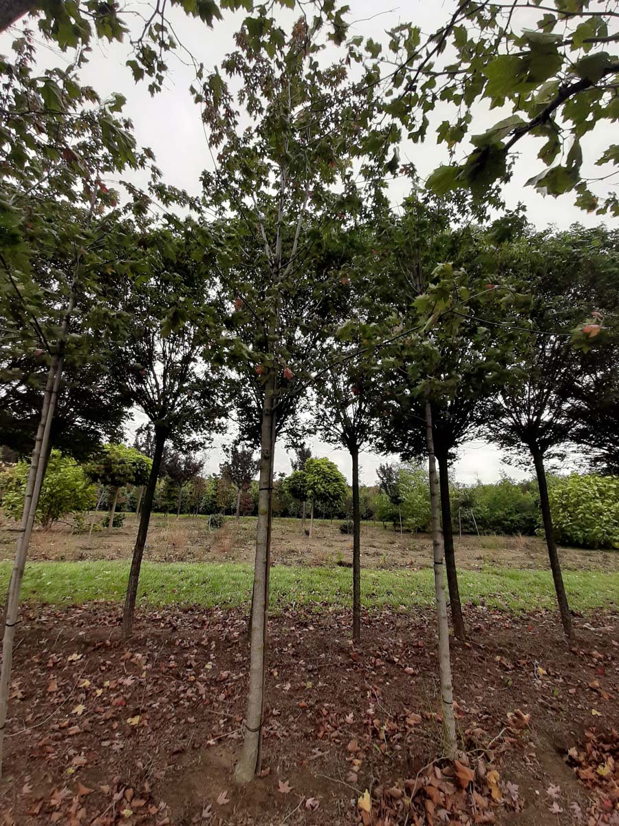 Acer freemanii 'Jeffersred' op stam op stam