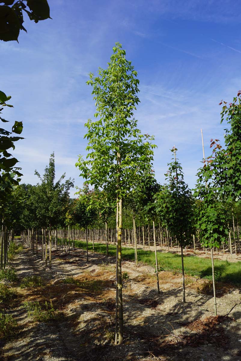 Acer negundo op stam op stam