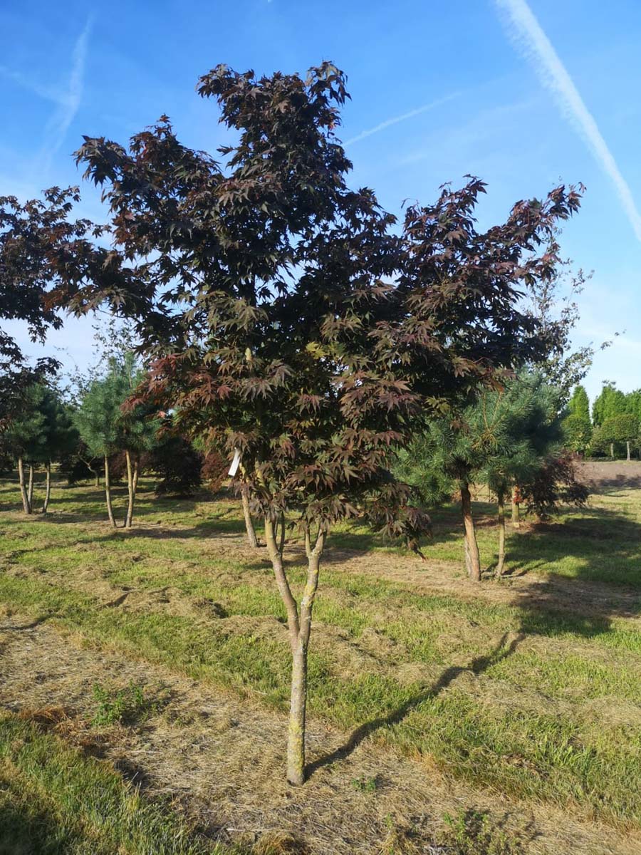 Acer palmatum 'Atropurpureum' solitair solitair