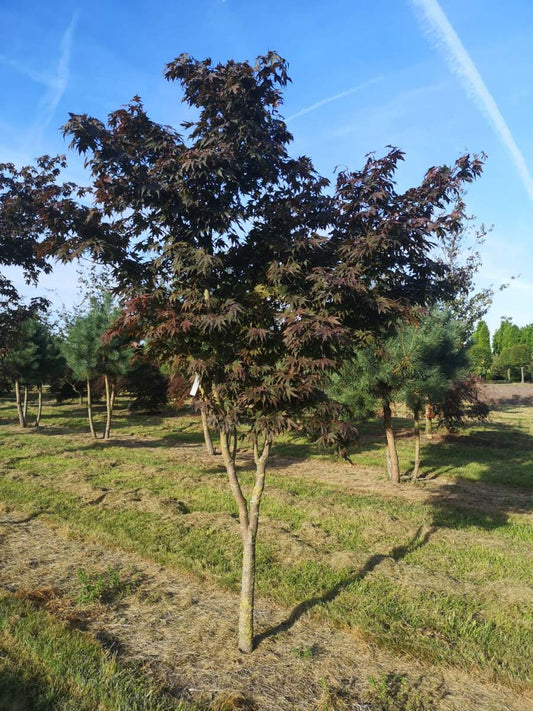 Acer palmatum 'Atropurpureum' solitair solitair