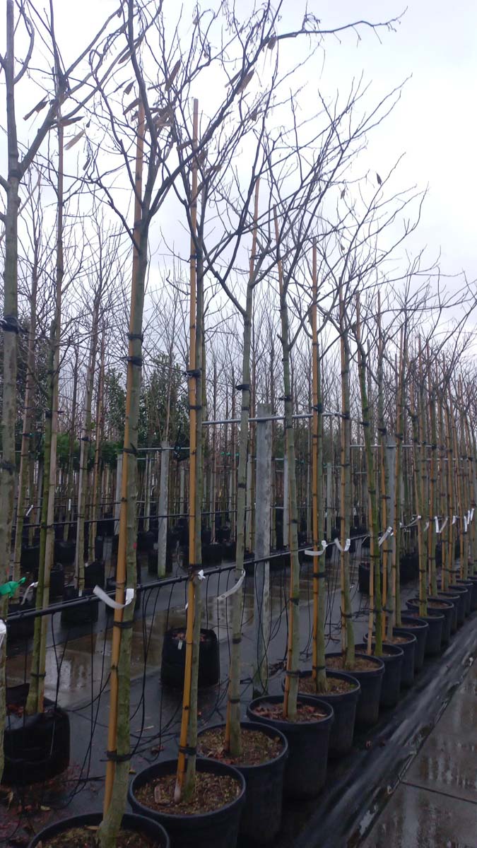 Albizia julibrissin 'Boubri' op stam op stam