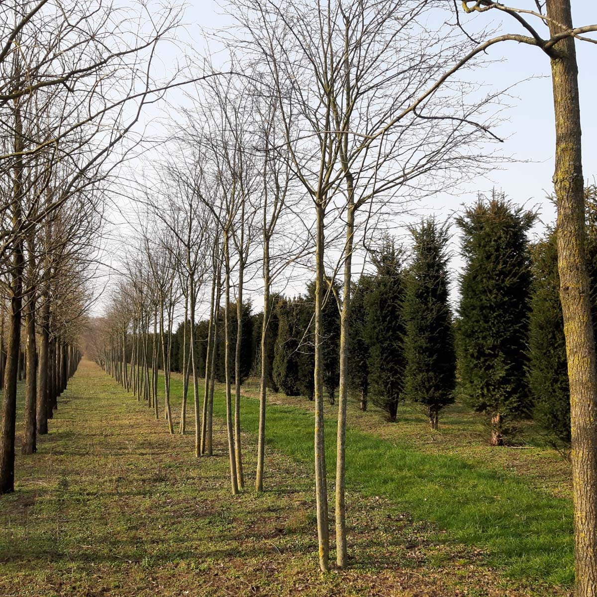 Amelanchier 'Ballerina' meerstammig / struik meerstammig