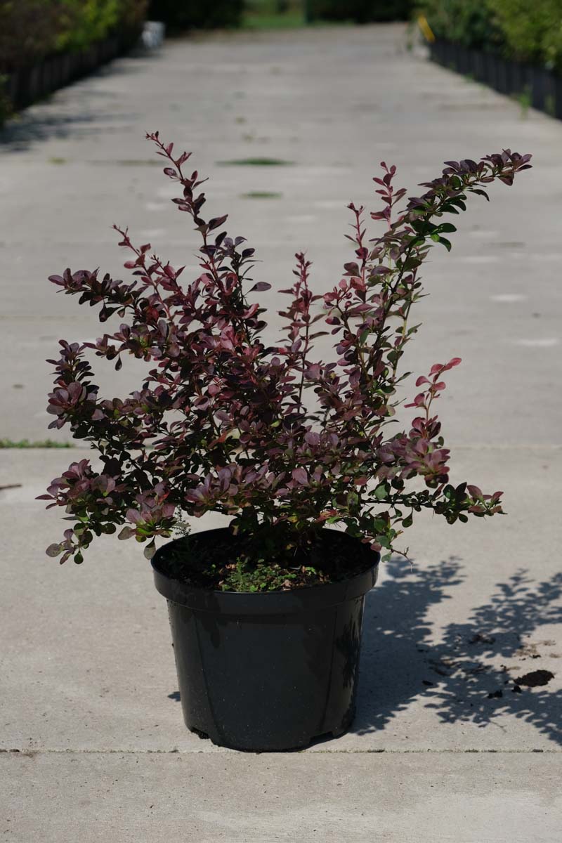 Berberis thunbergii Tuinplanten tuinplant
