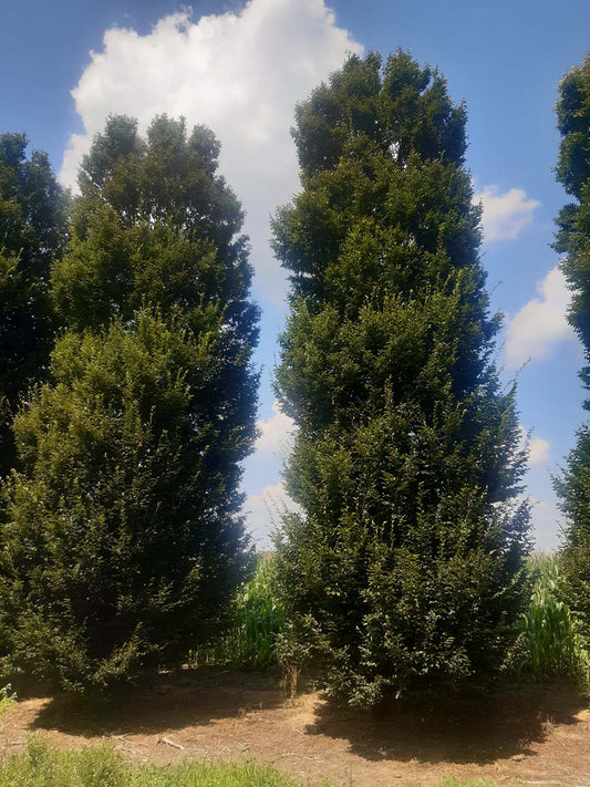 Carpinus betulus 'Fastigiata' solitair solitair