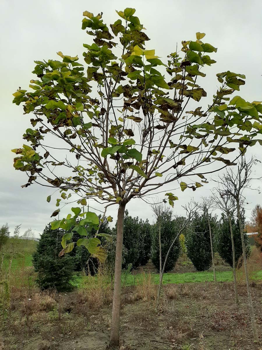 Catalpa bignonioides 'Aurea' op stam op stam