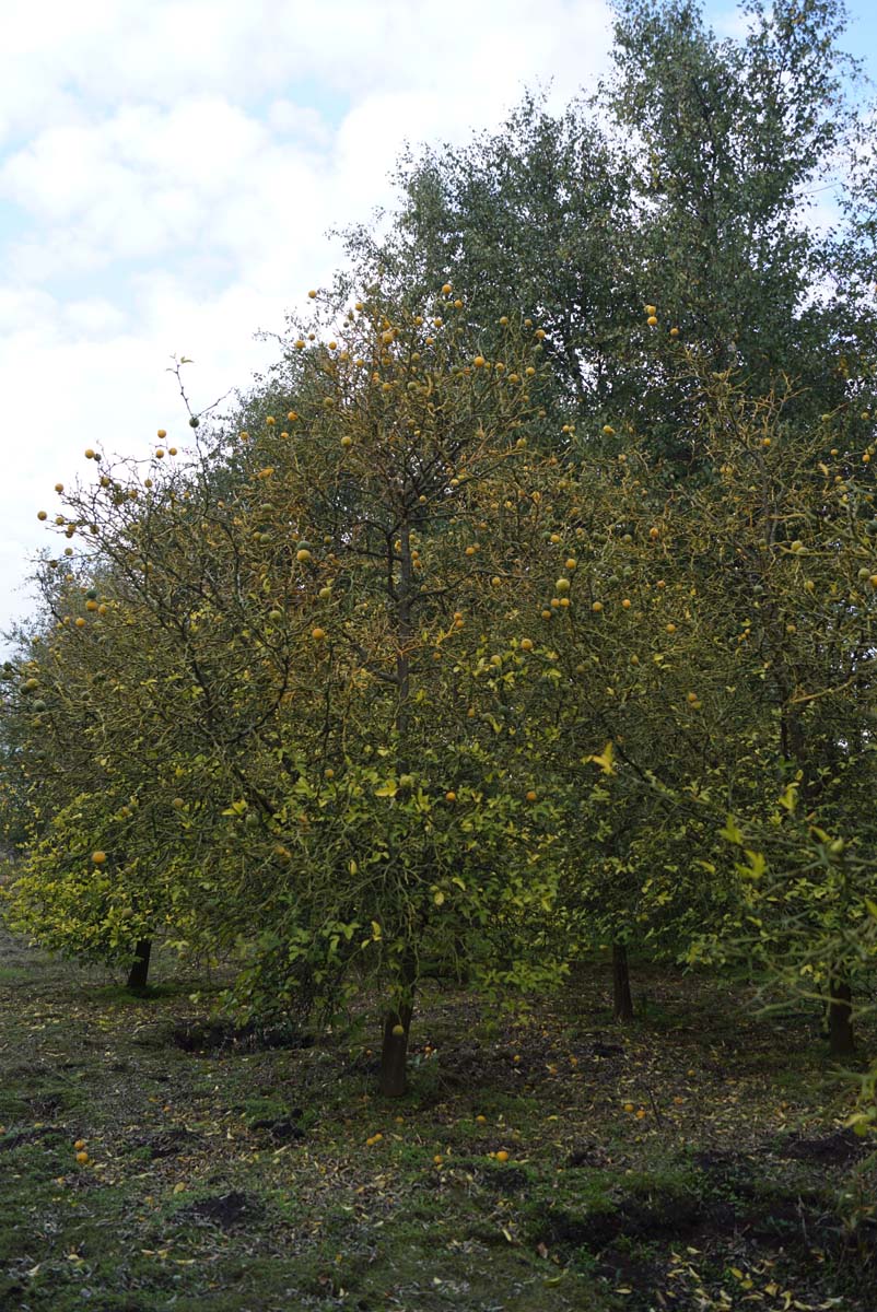 Ptelea trifoliata solitair solitair