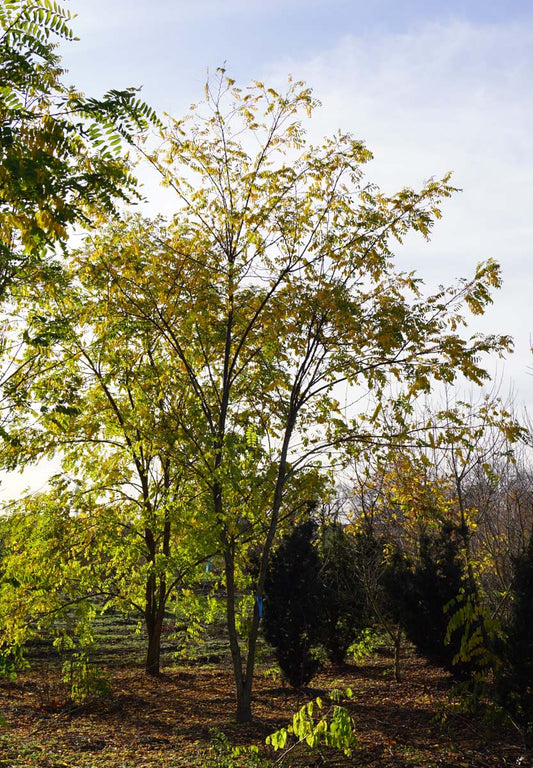 Crataegus media 'Rubra Plena' meerstammig / struik meerstammig