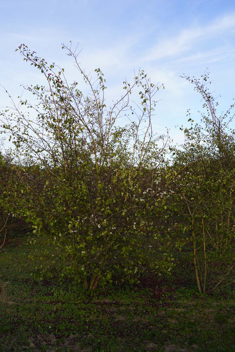 Crataegus media 'Rubra Plena' meerstammig / struik meerstammig
