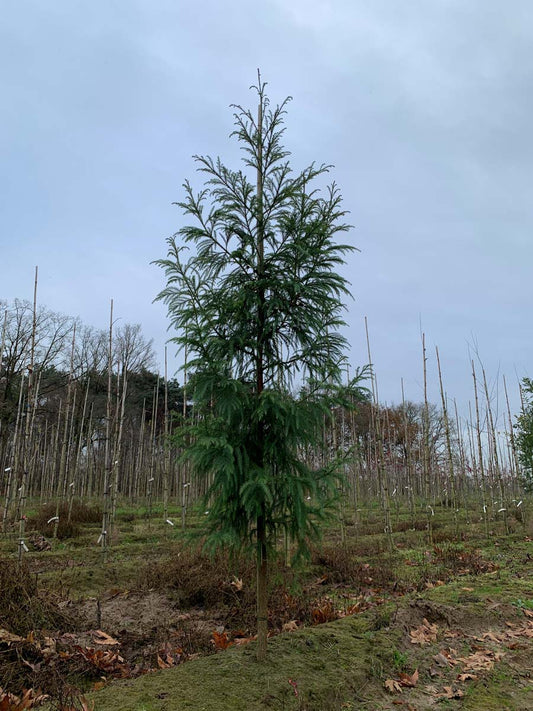Cryptomeria japonica op stam op stam