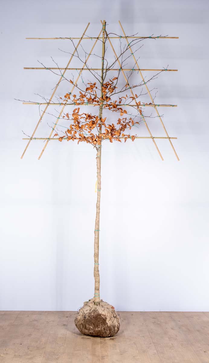 Fagus sylvatica 'Atropunicea' Spalierbaum