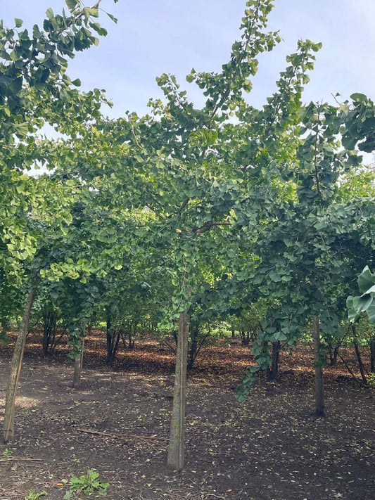Ginkgo biloba 'Horizontalis' op stam op stam