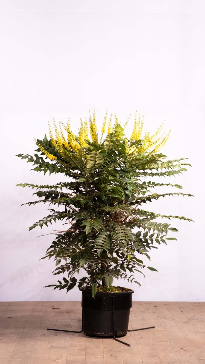Mahonia media 'Winter Sun' Tuinplanten tuinplanten