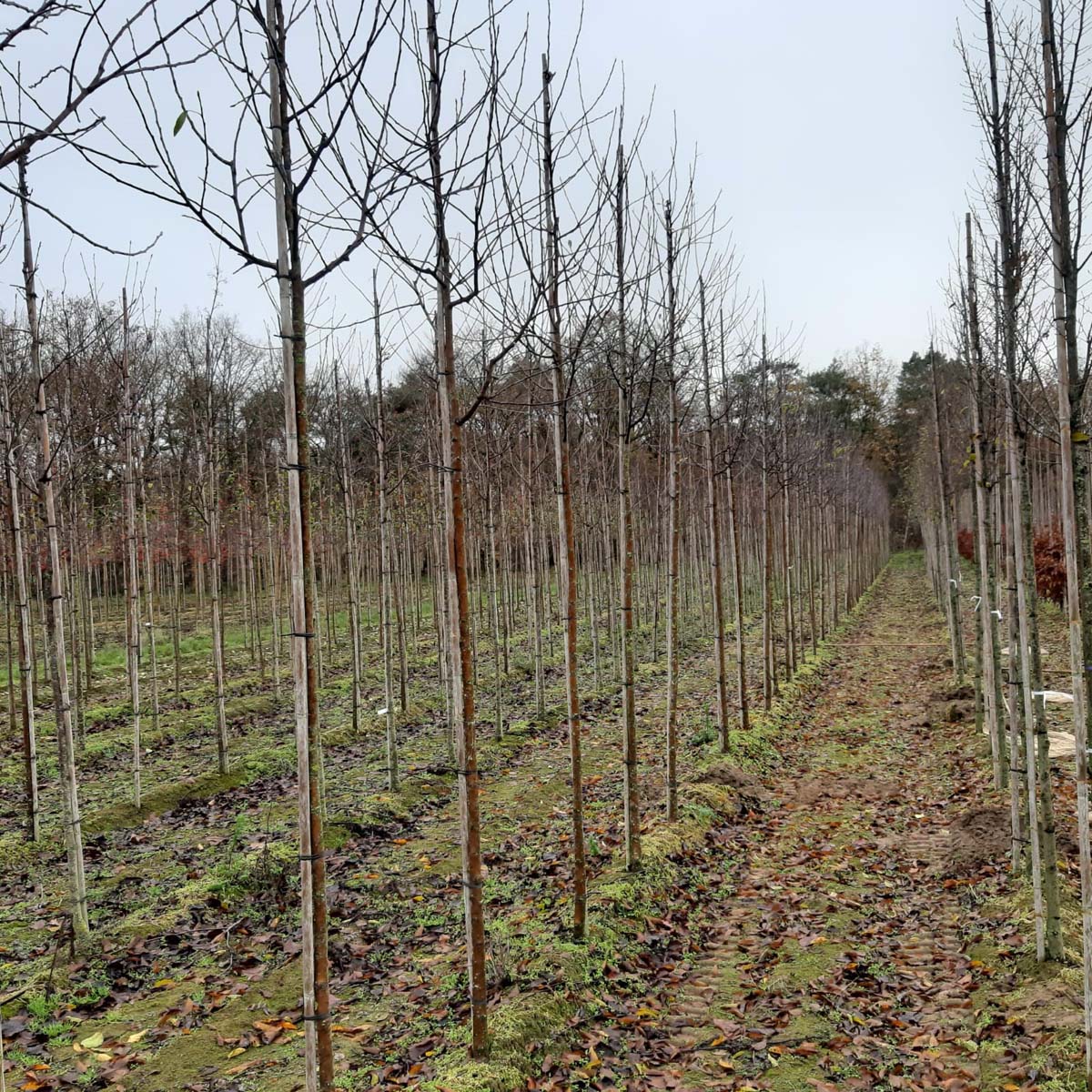 Malus domestica 'Cox's Orange Pippin' op stam op stam