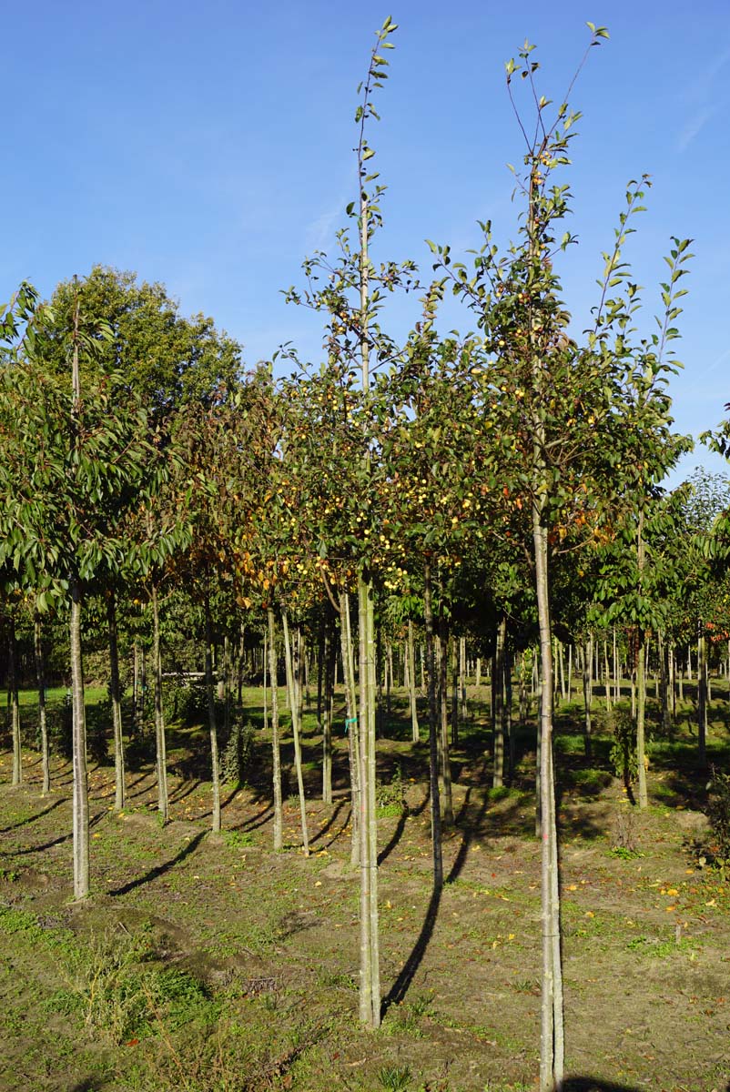Malus micromalus op stam op stam
