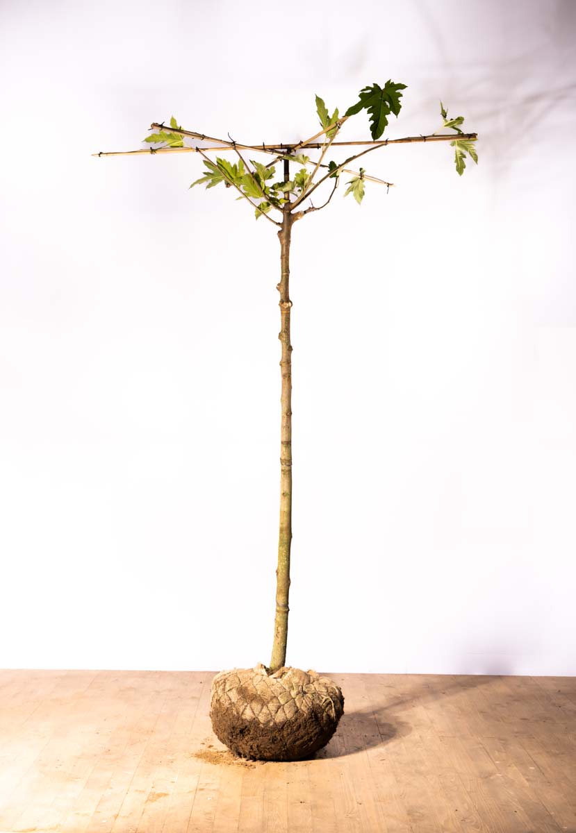 Morus alba 'Fruitless' dakboom dakboom