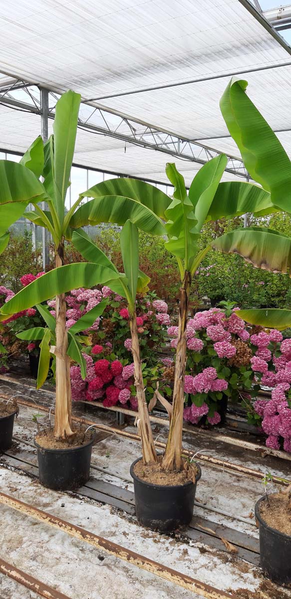 Musa basjoo Tuinplanten tuinplant