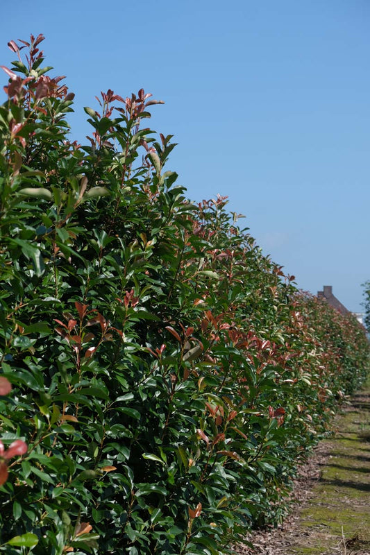 Photinia fraseri 'Red Robin' haagplant haagplant